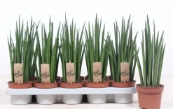 Sansevieria bacularis (Vrouwentong) 40cm