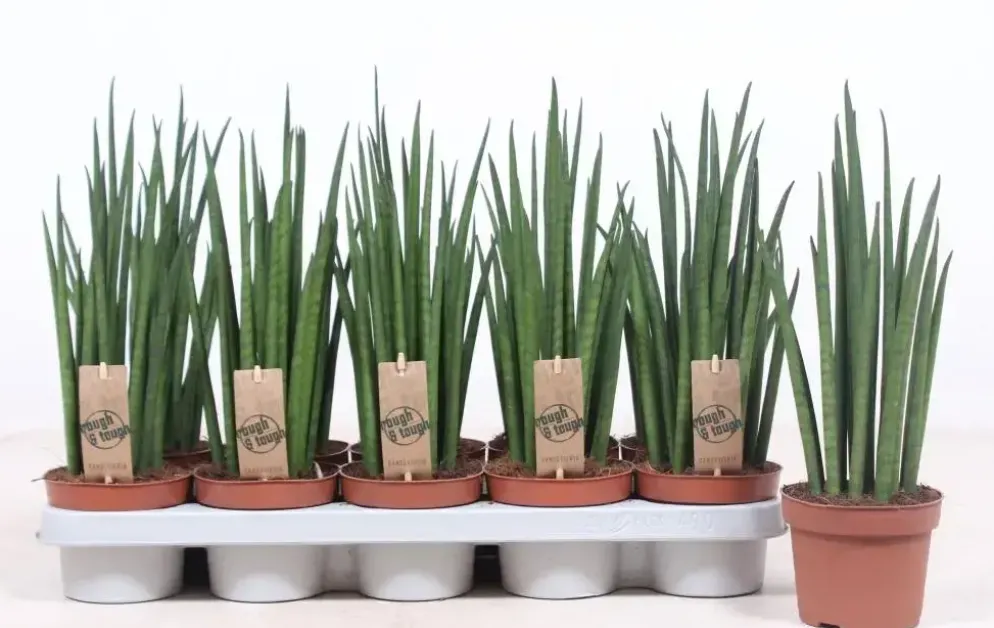 Sansevieria bacularis (Vrouwentong) 40cm