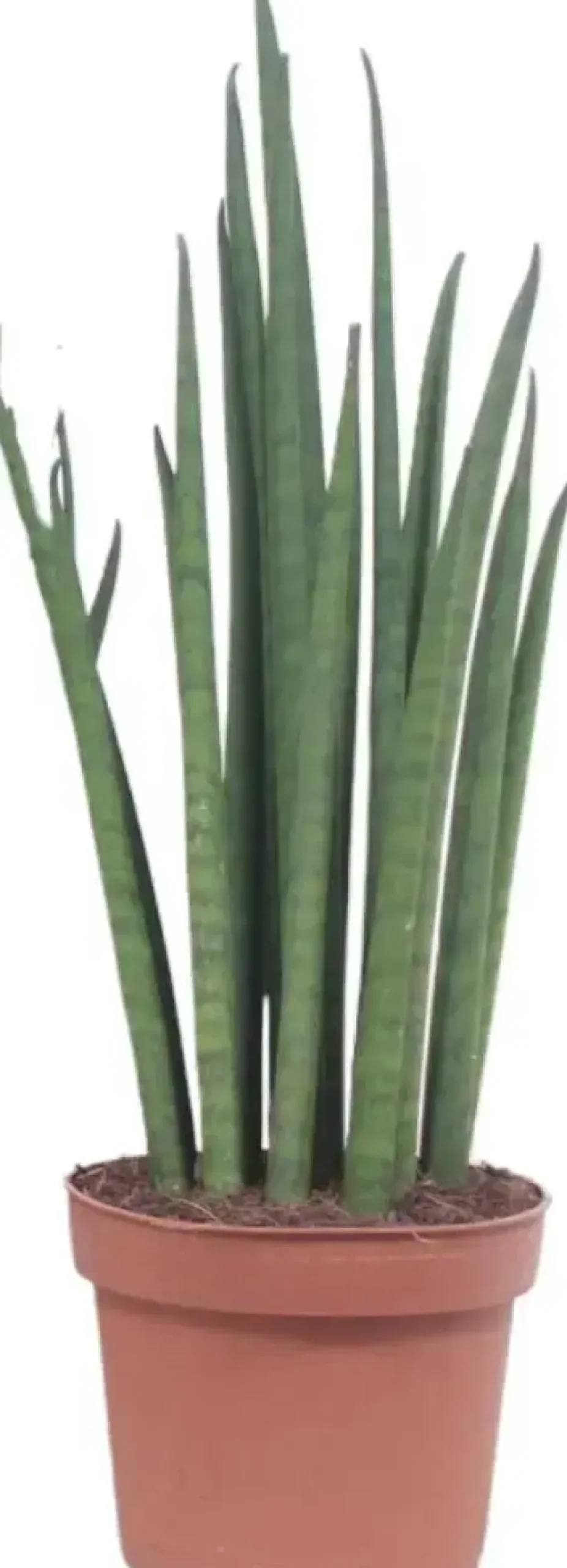 Sansevieria bacularis (Vrouwentong) 40cm