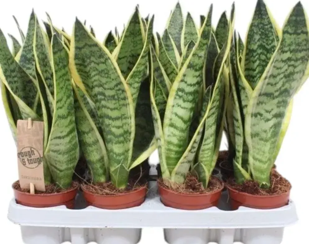 Sansevieria trifasciata 'Futura Superba' (Vrouwentong) 30cm