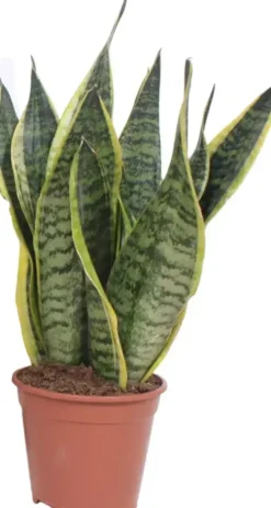 Sansevieria trifasciata 'Futura Superba' (Vrouwentong) 45cm