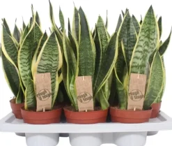 Sansevieria trifasciata 'Futura Superba' (Vrouwentong) 45cm