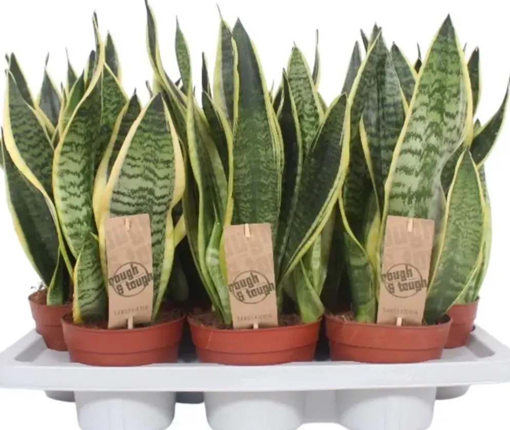Sansevieria trifasciata 'Futura Superba' (Vrouwentong) 45cm