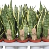Sansevieria trifasciata 'Futura Superba' (Vrouwentong) 40cm