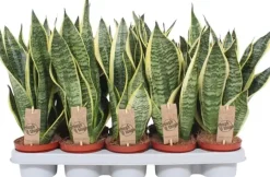 Sansevieria trifasciata 'Futura Superba' (Vrouwentong) 40cm