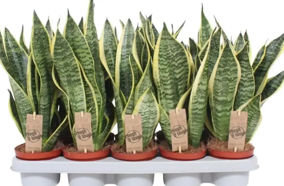 Sansevieria trifasciata 'Futura Superba' (Vrouwentong) 40cm