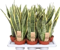Sansevieria trifasciata 'Laurentii' (Vrouwentong) 50cm