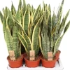 Sansevieria trifasciata 'Laurentii' (Vrouwentong) 70cm