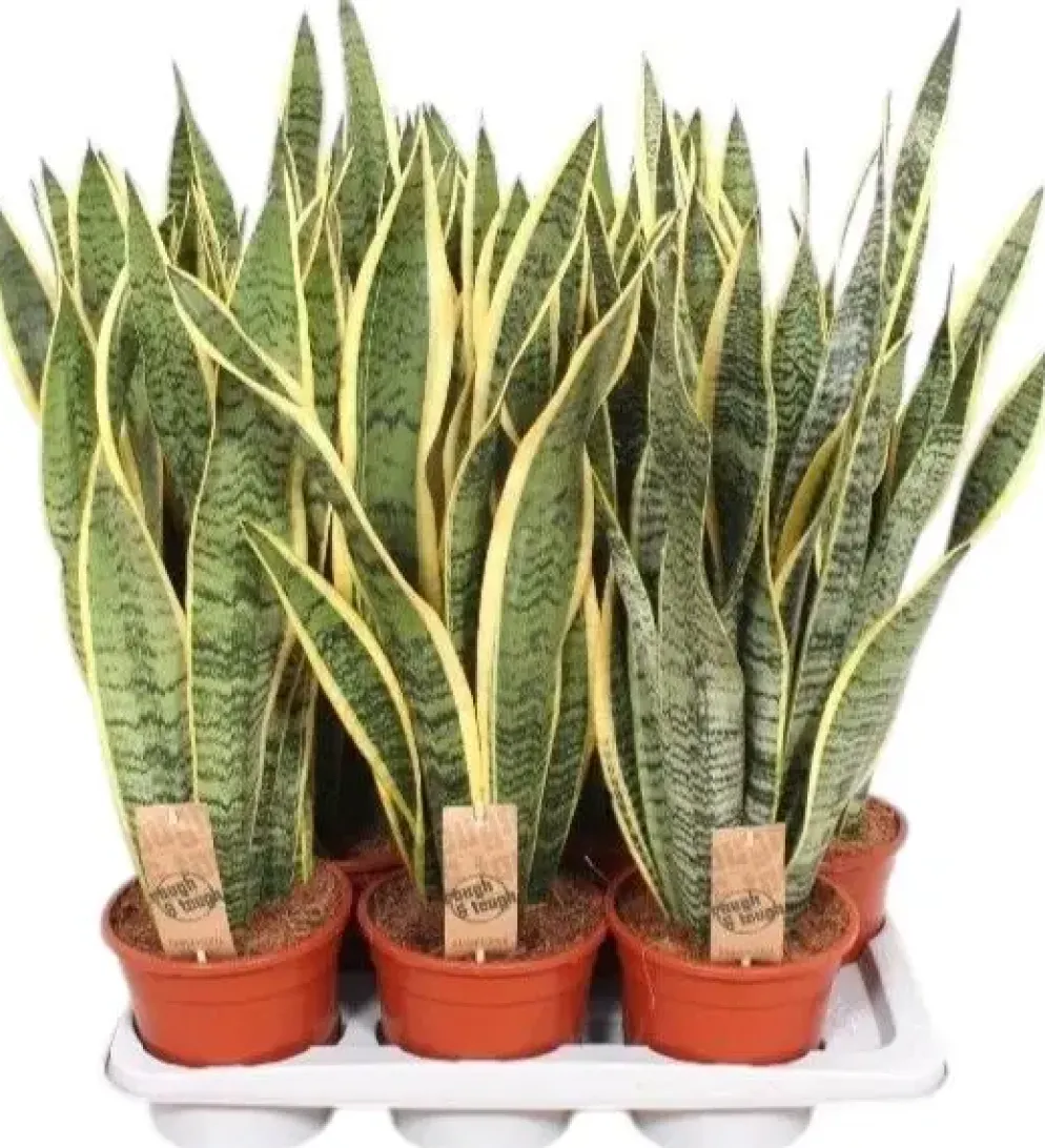 Sansevieria trifasciata 'Laurentii' (Vrouwentong) 70cm