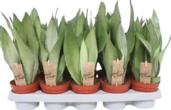 Sansevieria trifasciata 'Moonshine' (Vrouwentong) 40cm