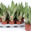 Sansevieria trifasciata 'Moonshine' (Vrouwentong) 50cm