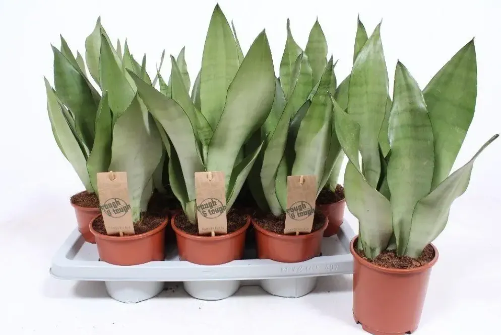 Sansevieria trifasciata 'Moonshine' (Vrouwentong) 50cm