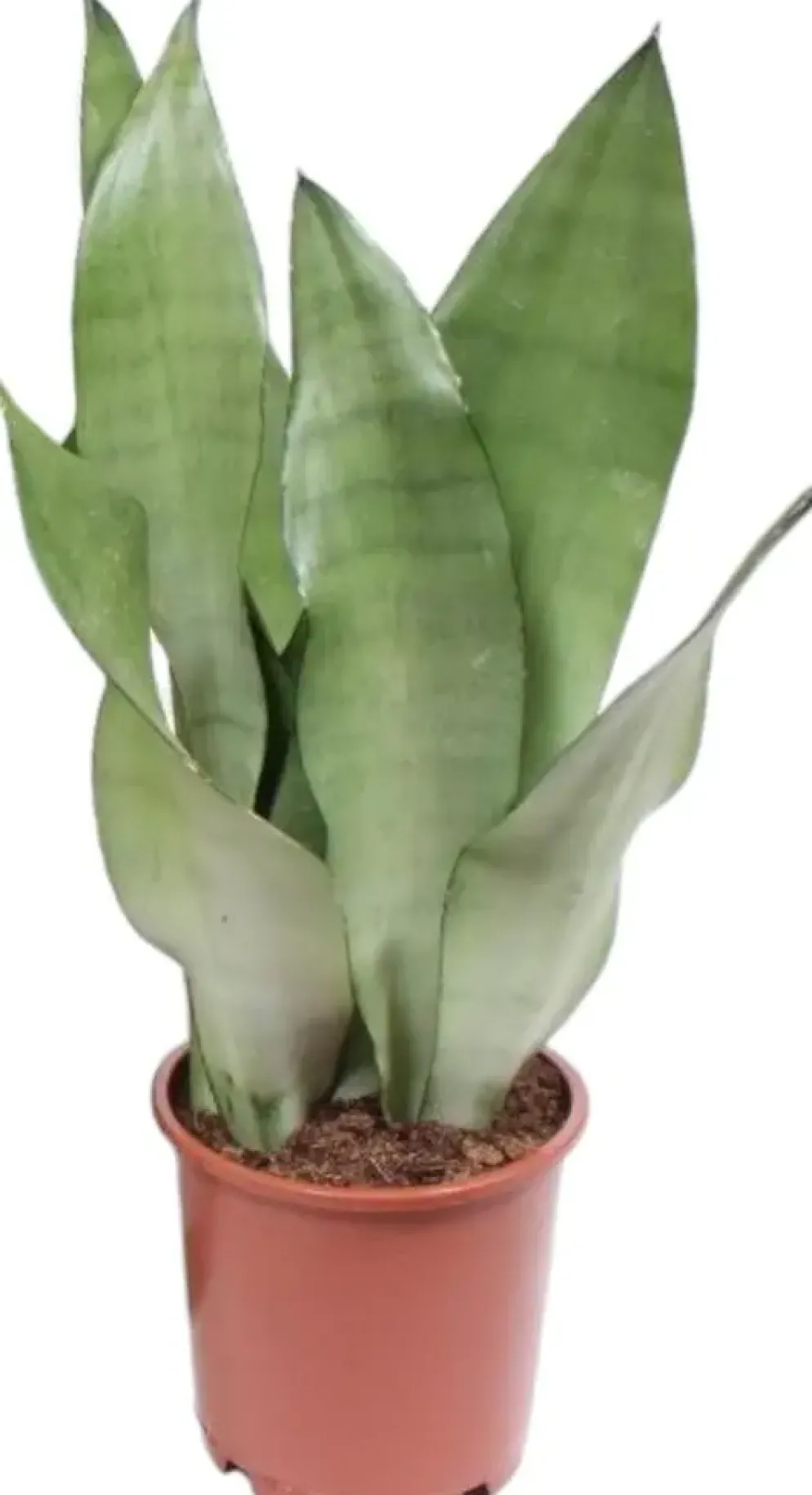 Sansevieria trifasciata 'Moonshine' (Vrouwentong) 50cm