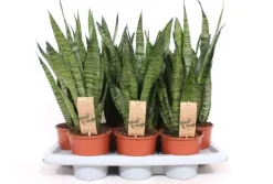Sansevieria zeylanica (Vrouwentong) 45cm