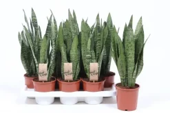 Sansevieria zeylanica (Vrouwentong) 45cm