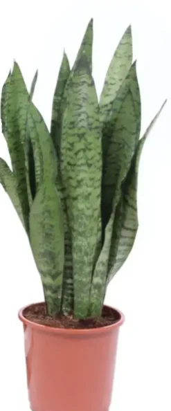 Sansevieria zeylanica (Vrouwentong) 45cm