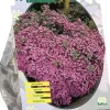 Saponaria officinalis 10 stuks