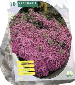Saponaria officinalis 10 stuks