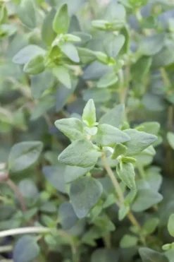 Satureja hortensis (Bonenkruid)