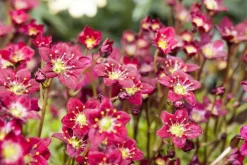 Saxifraga arendsii 'Purpurteppich' (Mossteenbreek)
