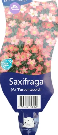 Saxifraga arendsii 'Purpurteppich' (Mossteenbreek)