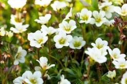 Saxifraga arendsii 'Schneeteppich' (Mossteenbreek)