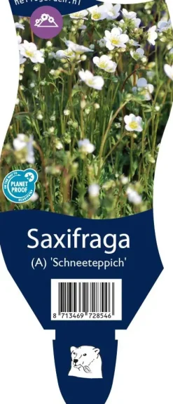 Saxifraga arendsii 'Schneeteppich' (Mossteenbreek)