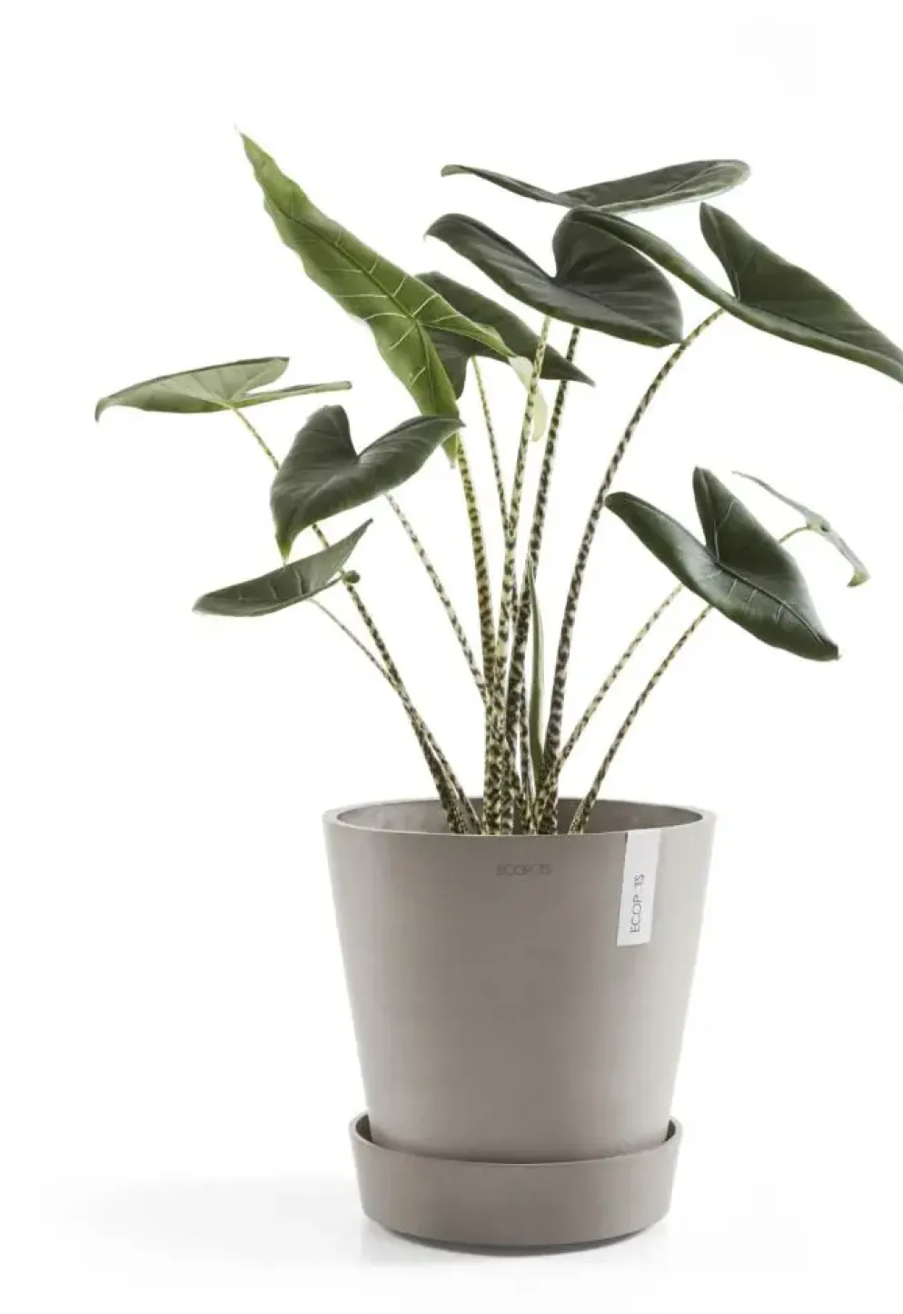 Schaal wheels taupe d60cm