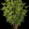 Sciadopitys verticillata 'Beauty Green' (Japanse parasolden 'Beauty Green')