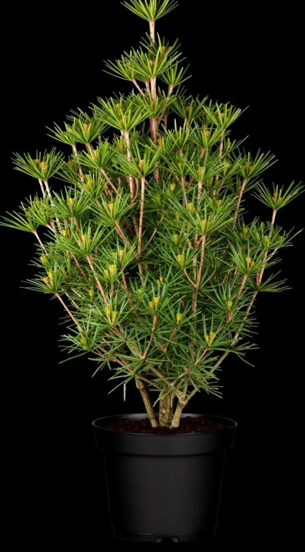 Sciadopitys verticillata 'Beauty Green' (Japanse parasolden 'Beauty Green')