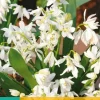 Scilla siberica Alba 15 stuks