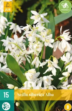 Scilla siberica Alba 15 stuks