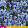 Scilla siberica 50 stuks