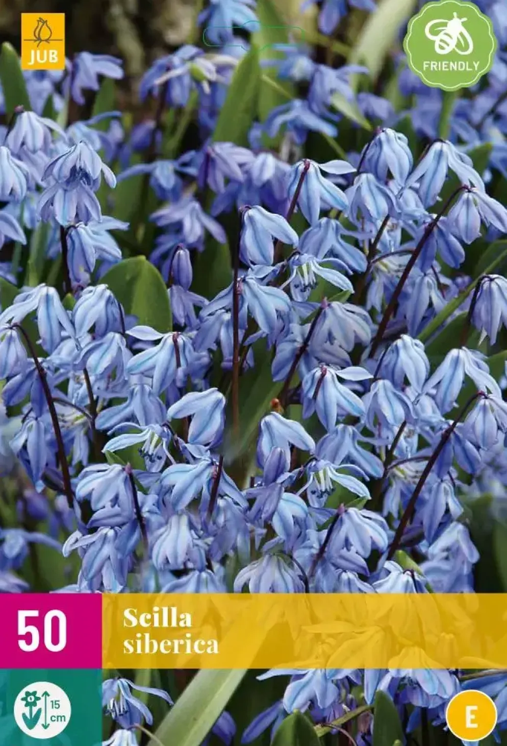 Scilla siberica 50 stuks