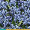 Scilla siberica 20 stuks