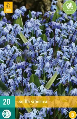 Scilla siberica 20 stuks