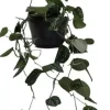 Scindapsus 'pictus' (drakenklimop) 40cm