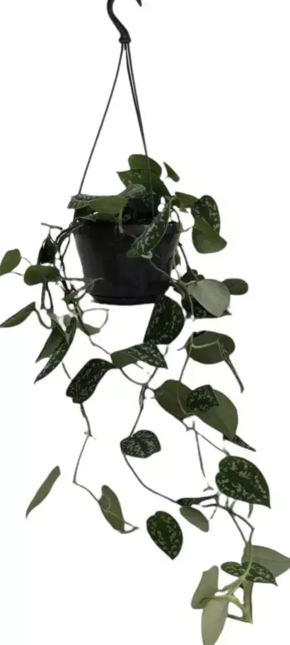 Scindapsus 'pictus' (drakenklimop) 40cm