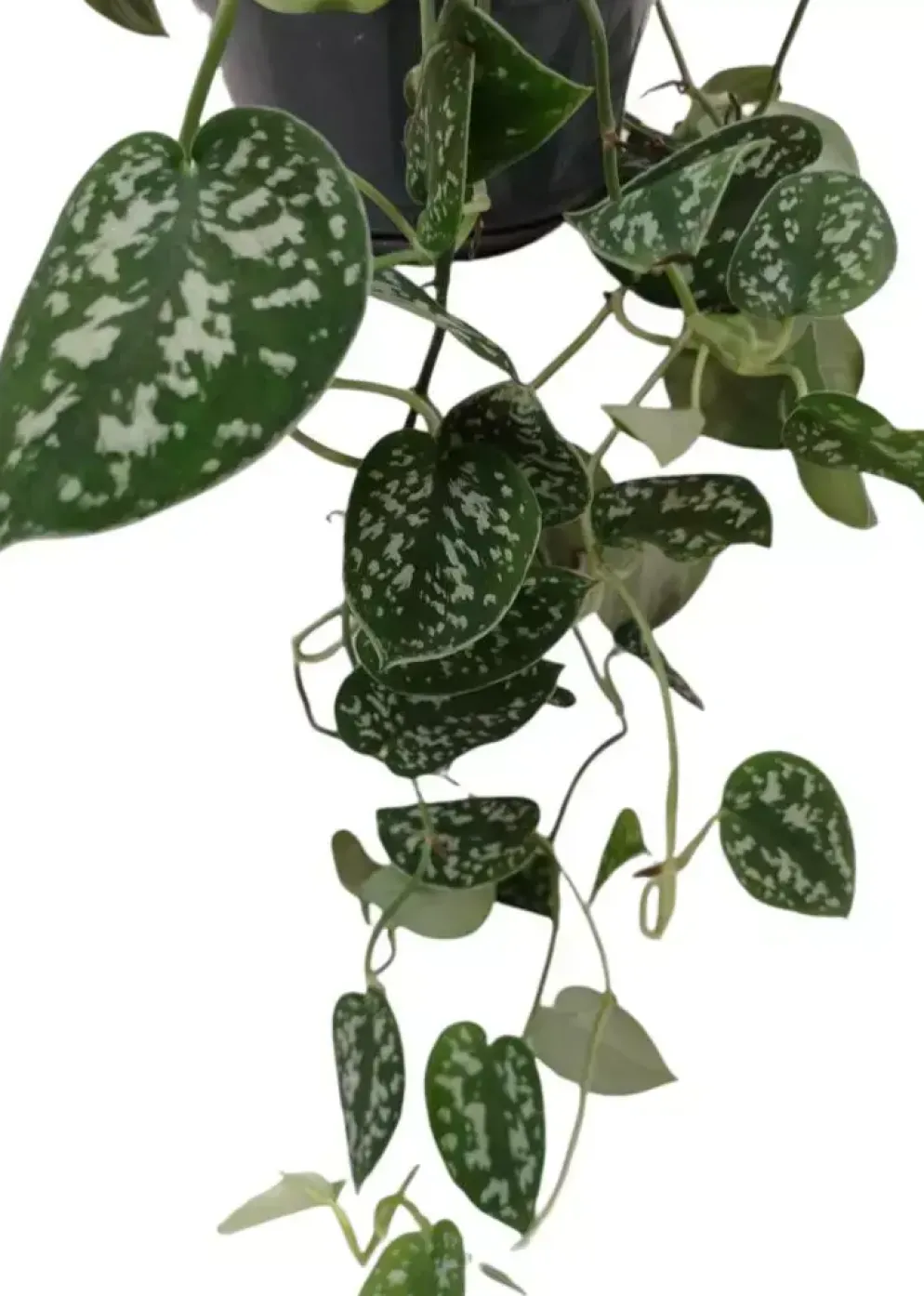 Scindapsus 'pictus' (drakenklimop) 40cm