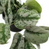 Scindapsus 'Pictus trebie' (drakenklimop) 40cm