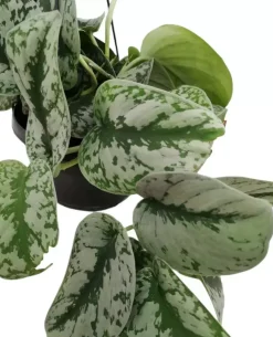 Scindapsus 'Pictus trebie' (drakenklimop) 40cm