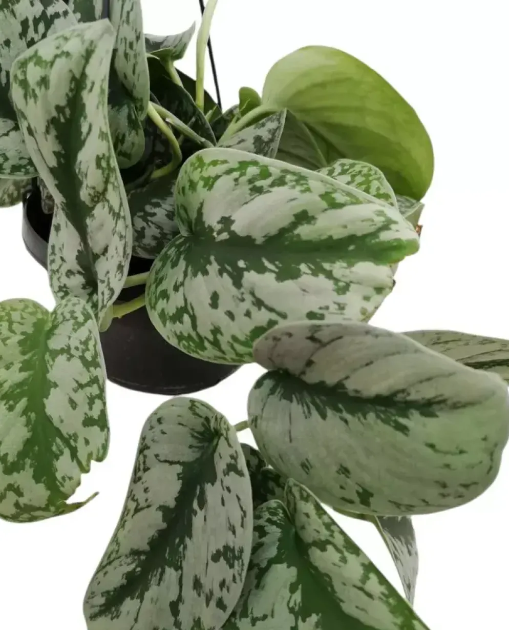 Scindapsus 'Pictus trebie' (drakenklimop) 40cm