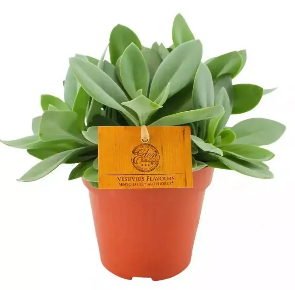 Senecio cephalophorus (Kruiskruid) 20cm