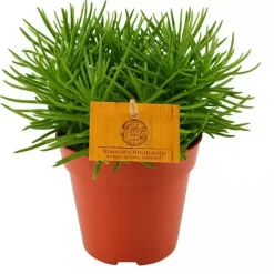 Senecio himalaya (Kruiskruid) 20cm