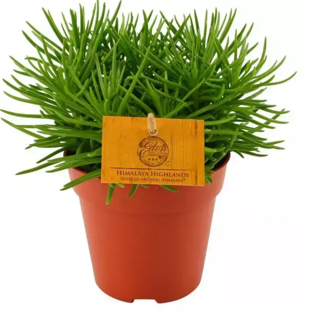Senecio himalaya (Kruiskruid) 20cm
