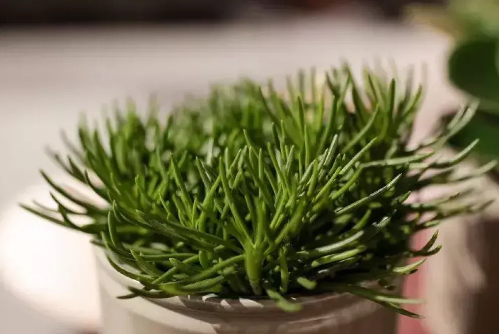 Senecio himalaya (Kruiskruid) 20cm