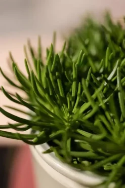 Senecio himalaya (Kruiskruid) 20cm