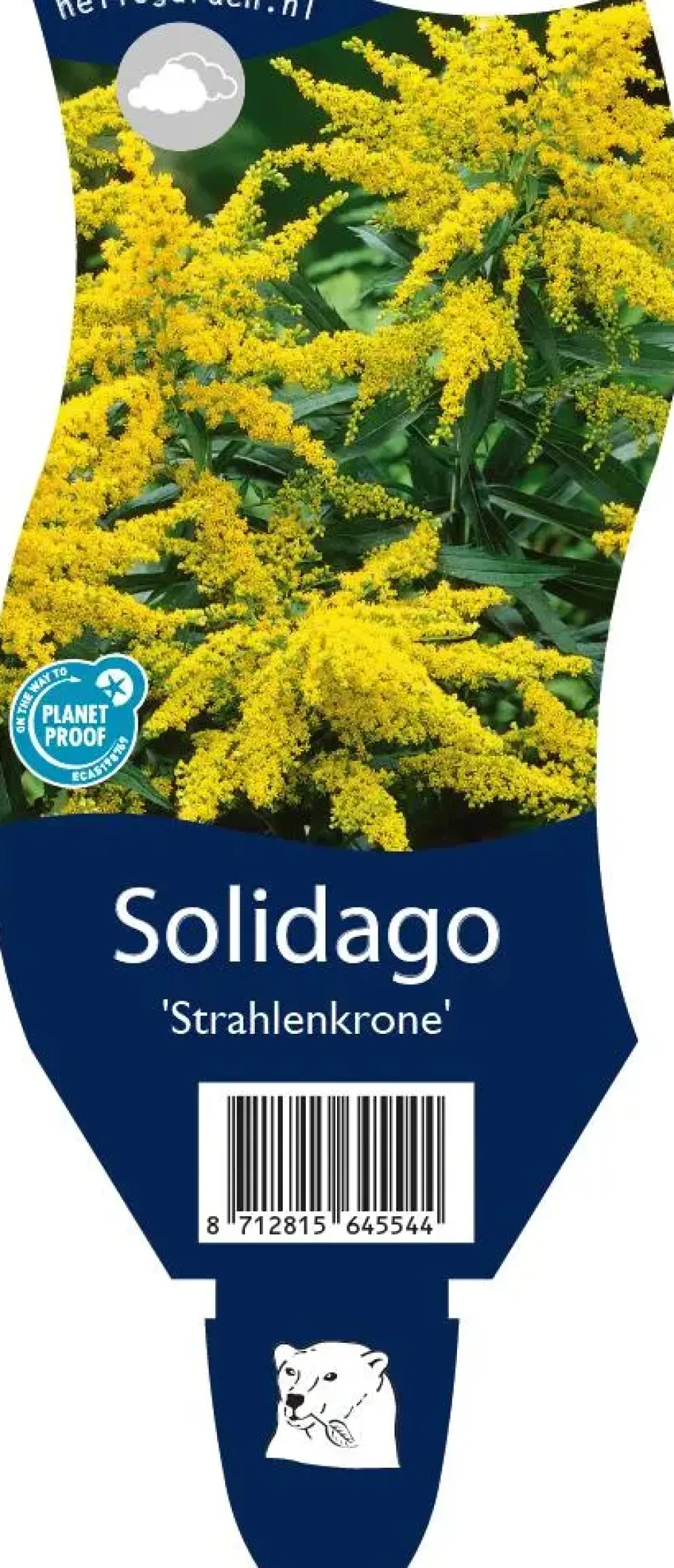 Solidago strahlenkrone (Guldenroede)