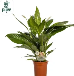 Spathiphyllum 'Bingo Cupido' (Lepelplant, Vaantjesplant) 80cm