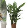 Spathiphyllum (Lepelplant, Vaantjesplant) 120cm